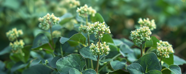 Spermidine Spermidin
