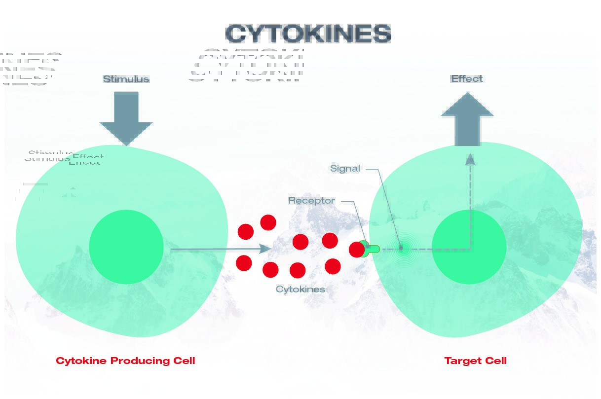 Základní mechanismus cytokinu