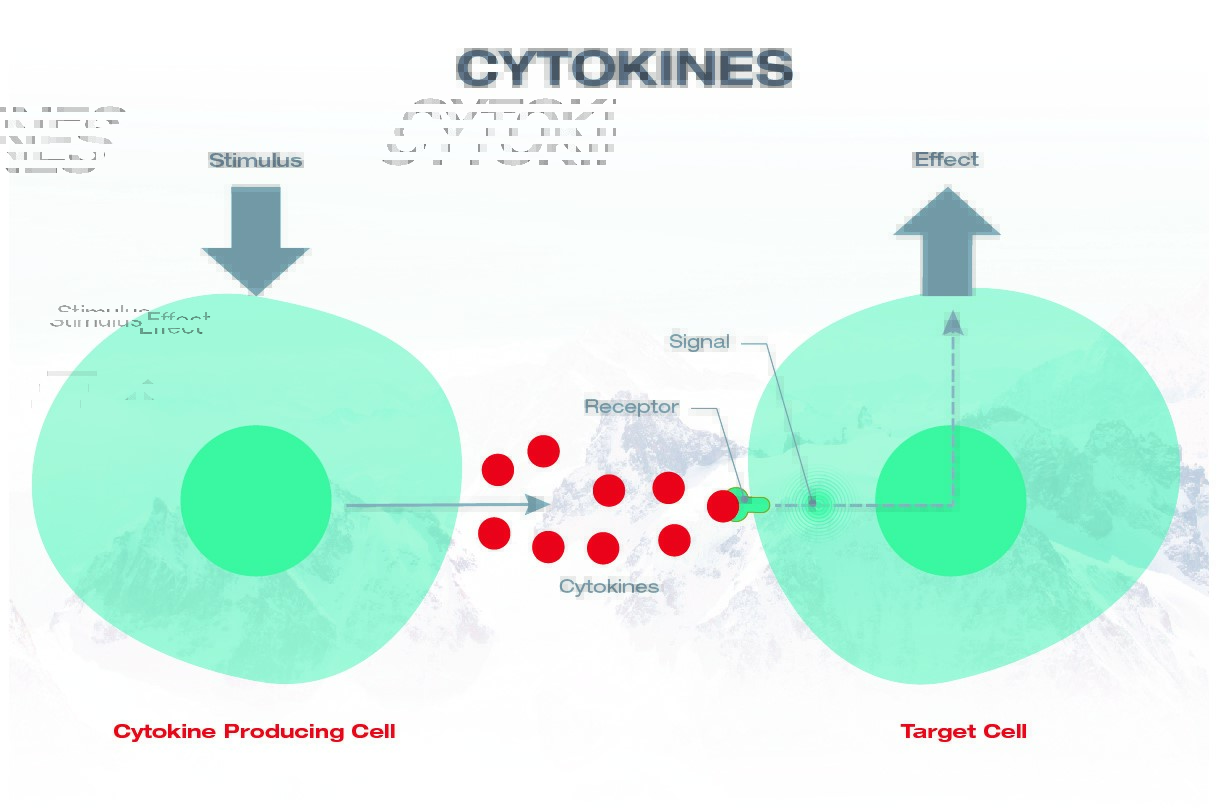 Základní mechanismus cytokinu