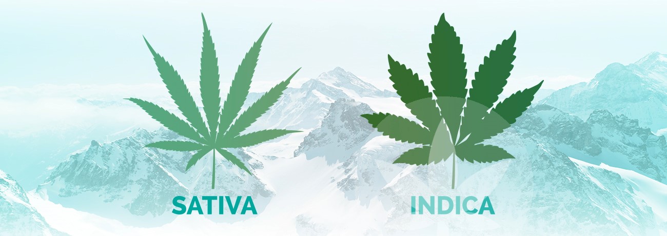 listy indica a sativa