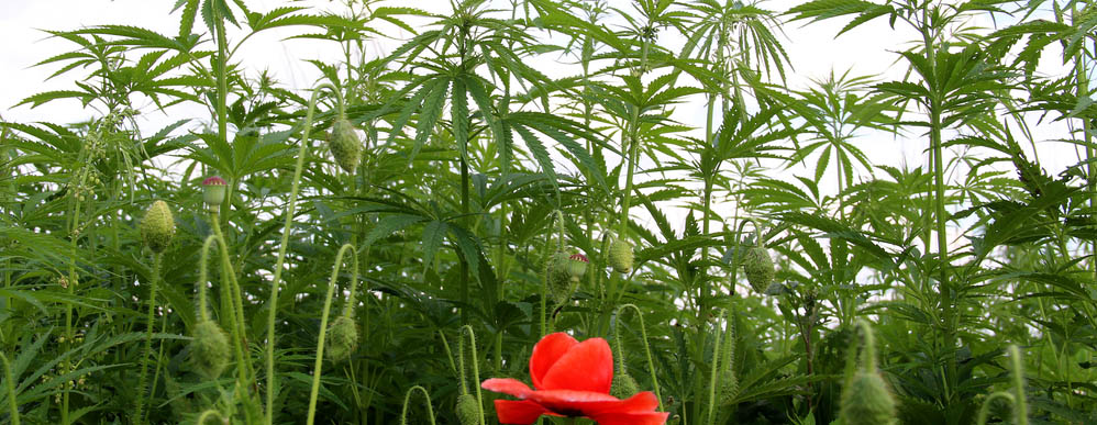 Rozdíl mezi CBD a CBDA