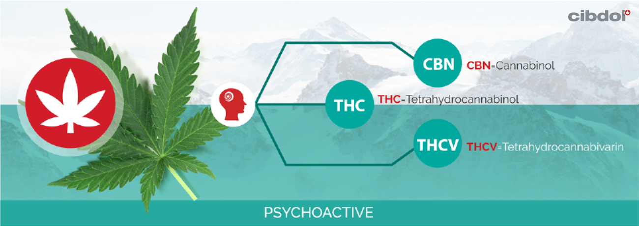 Co Je To THC (Tetrahydrokanabinol)?