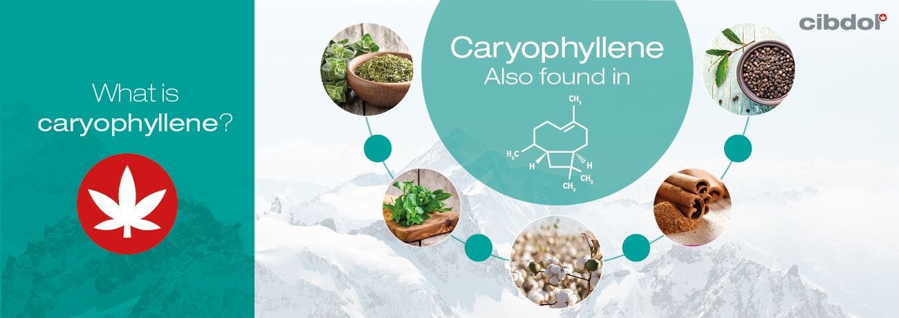 Co je to karyofylen?