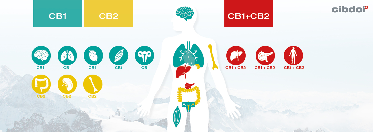 Co Je To Klinická Endokanabinoidní Deficience (CECD)?