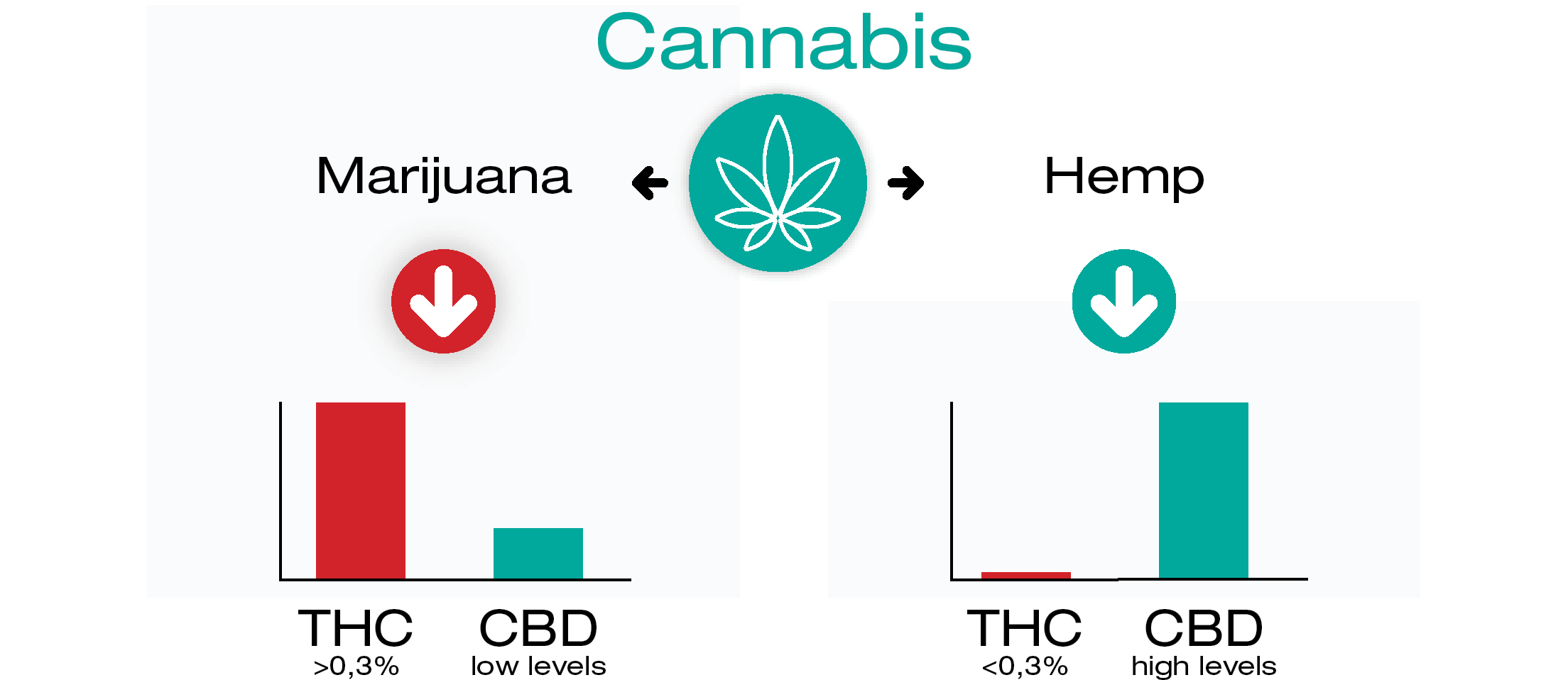 Odkud se CBD a THC bere?