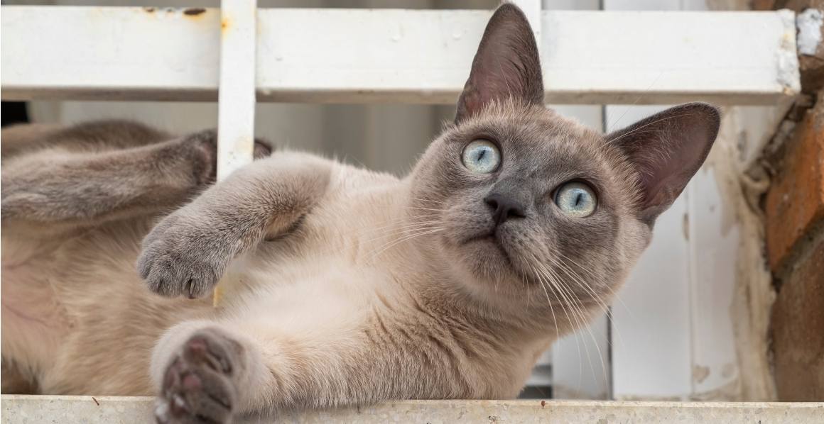 Doporučují veterináři CBD olej pro kočky