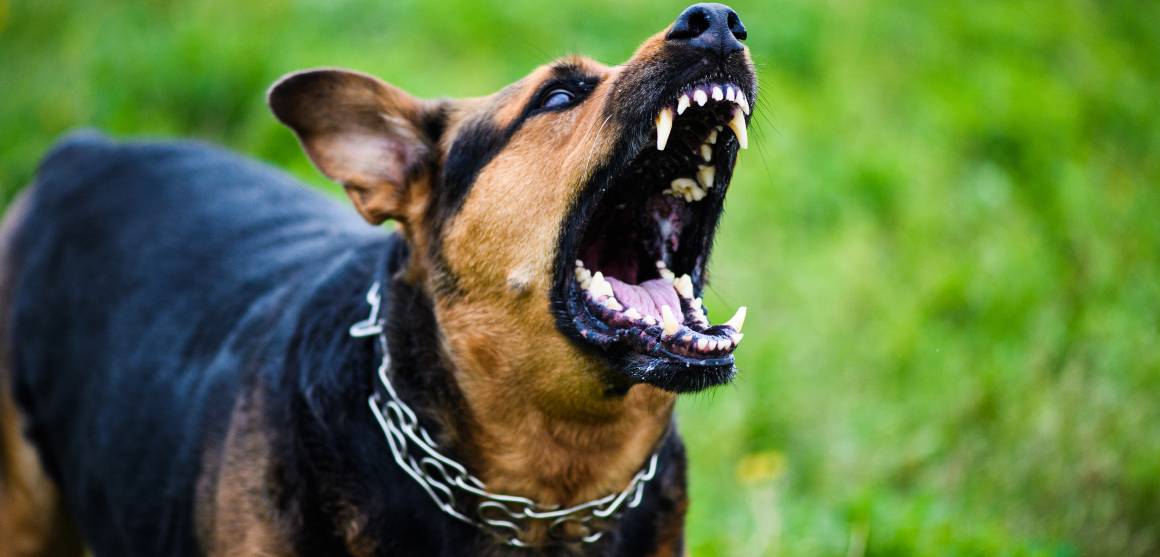 Pomáhá cbd pro psy při agresi?