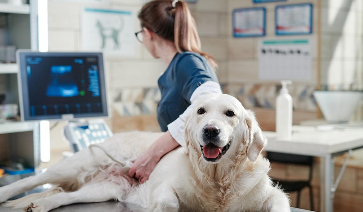 CBD pro psy s osteoartrózou