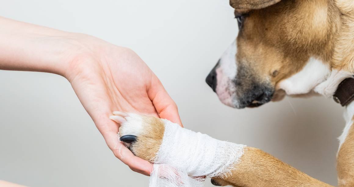 Pomáhá cbd pro psy při bolestech kloubů?