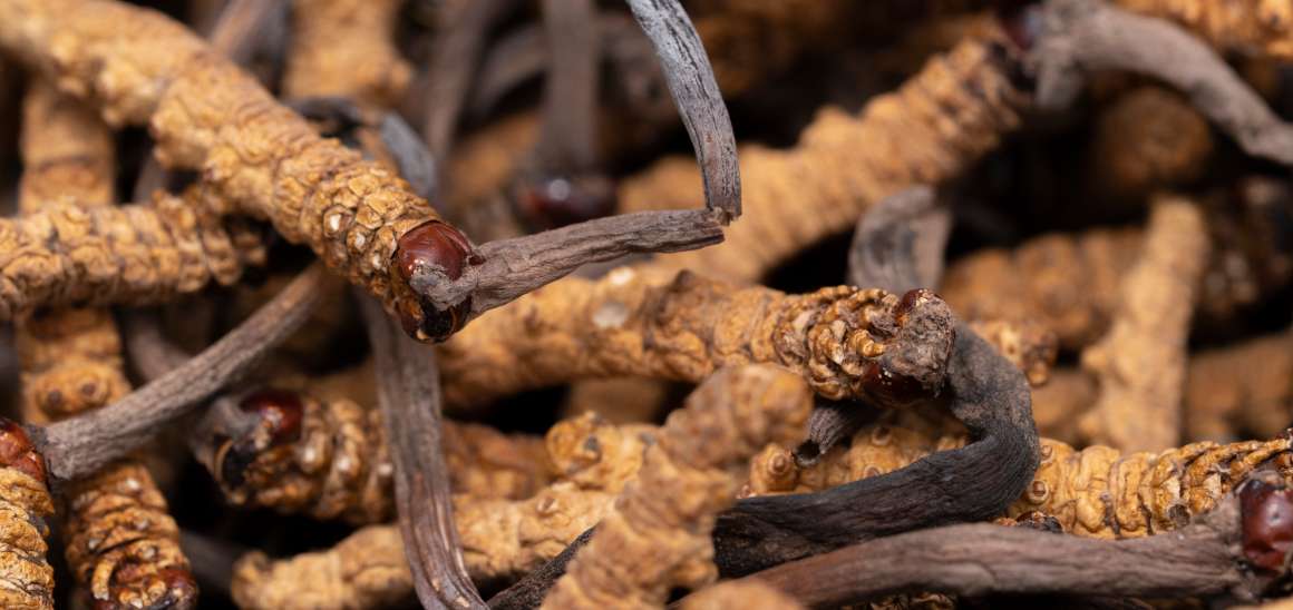 Je cordyceps dobrý na kyselinu močovou?