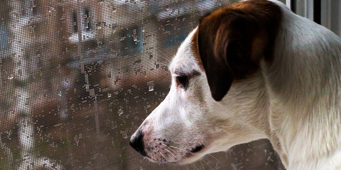 Pomáhá cbd psům při separační úzkosti?