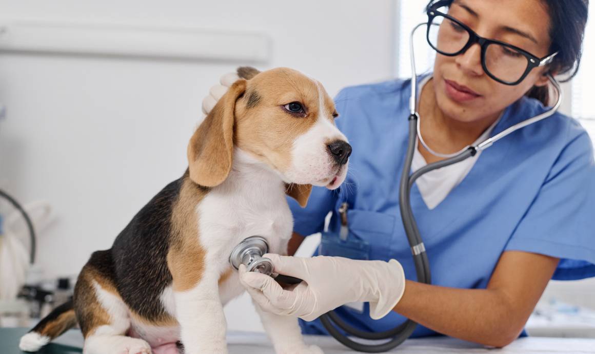 Doporučují veterináři cbd pro psy?