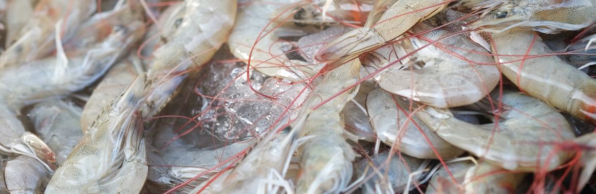 Obsahují krevety vysoké množství omega-3 mastných kyselin?
