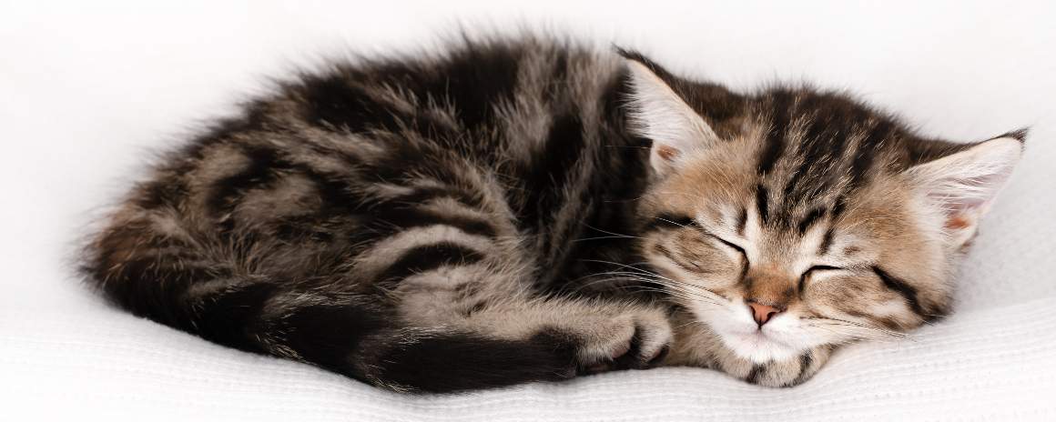 Dravčí instinkty ovlivňující spánkové návyky koček