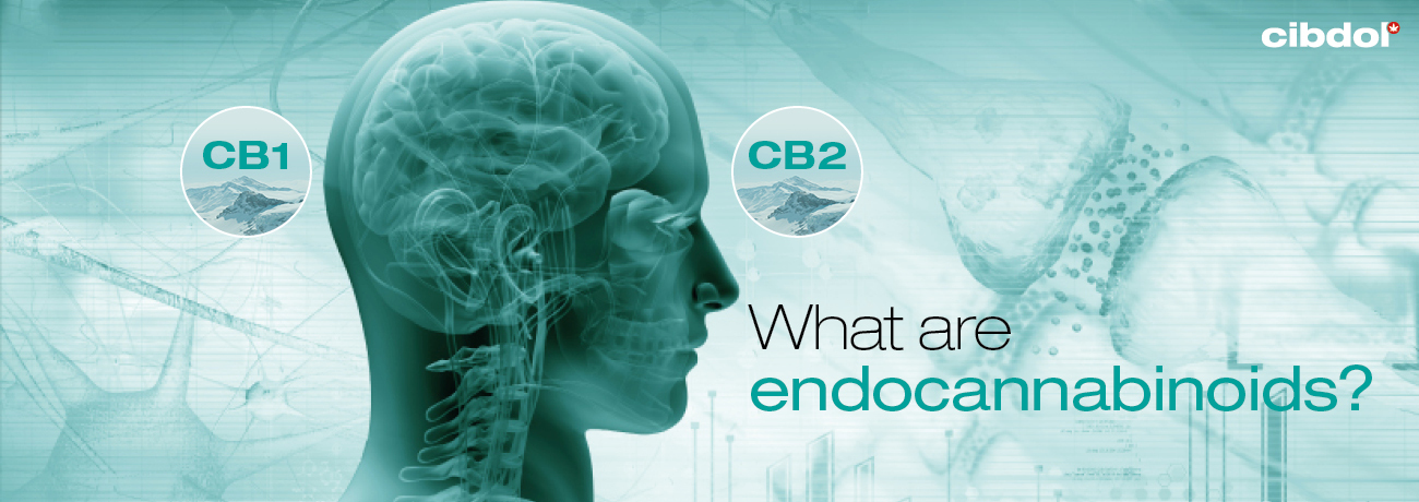 Co jsou to endokanabinoidy?