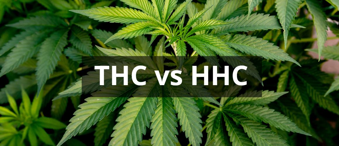 HHC vs. THC: Jak se tyto kanabinoidy srovnávají?